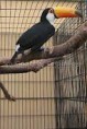 /album/tucano/tucano-5-jpg/